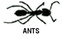 Ants