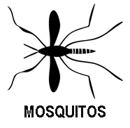 Mosquito