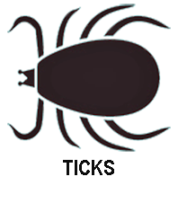 Ticks