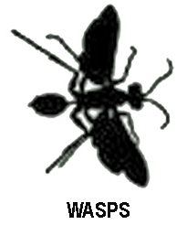 Wasps