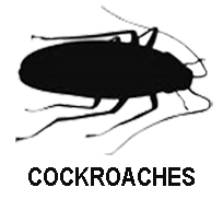 Cockroaches