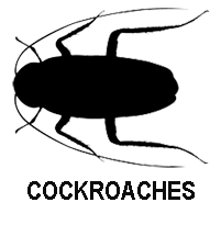 Cockroaches